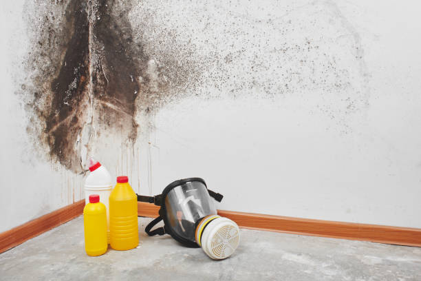Best HVAC Mold Remediation in Marshall, VA
