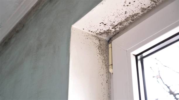 Best DIY Mold Remediation Support Services in Marshall, VA