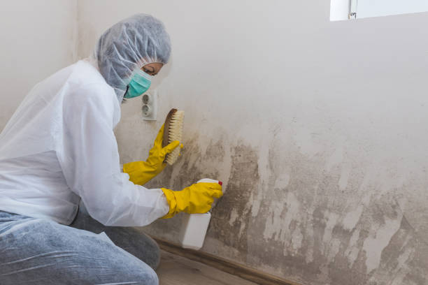 Best DIY Mold Remediation Support Services in Marshall, VA