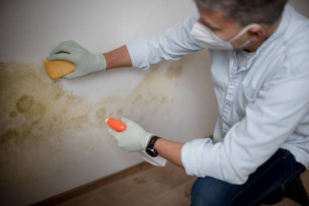 Best Post-Flood Mold Remediation in Marshall, VA