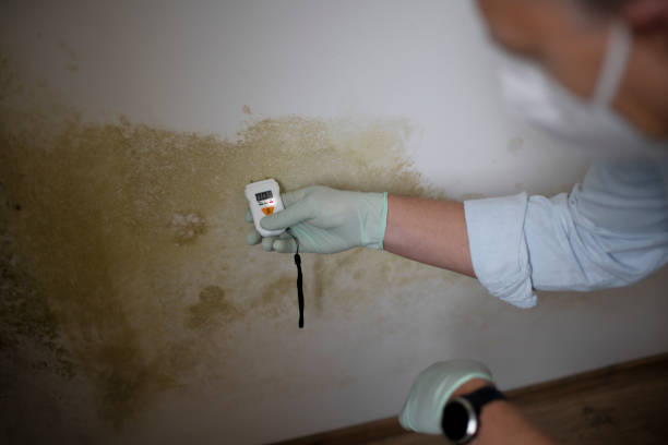Best Mold Remediation for Specific Building Types in Marshall, VA