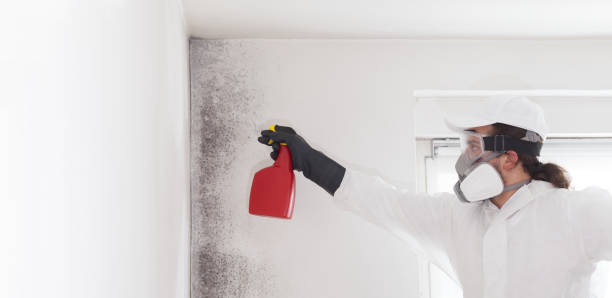 Best Residential Mold Remediation in Marshall, VA