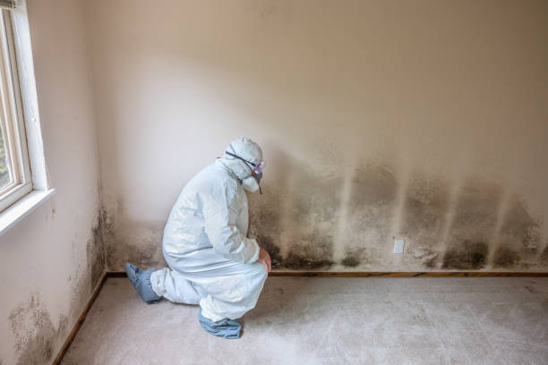 Best Basement Mold Remediation in Marshall, VA