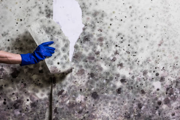 Marshall, VA Mold Remediation Company